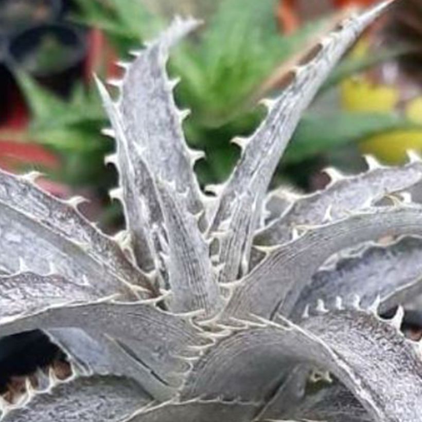 Dyckia Pale Rider (Fogliame)