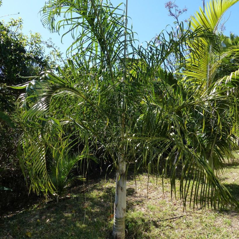 Dypsis plumosa (Porto)