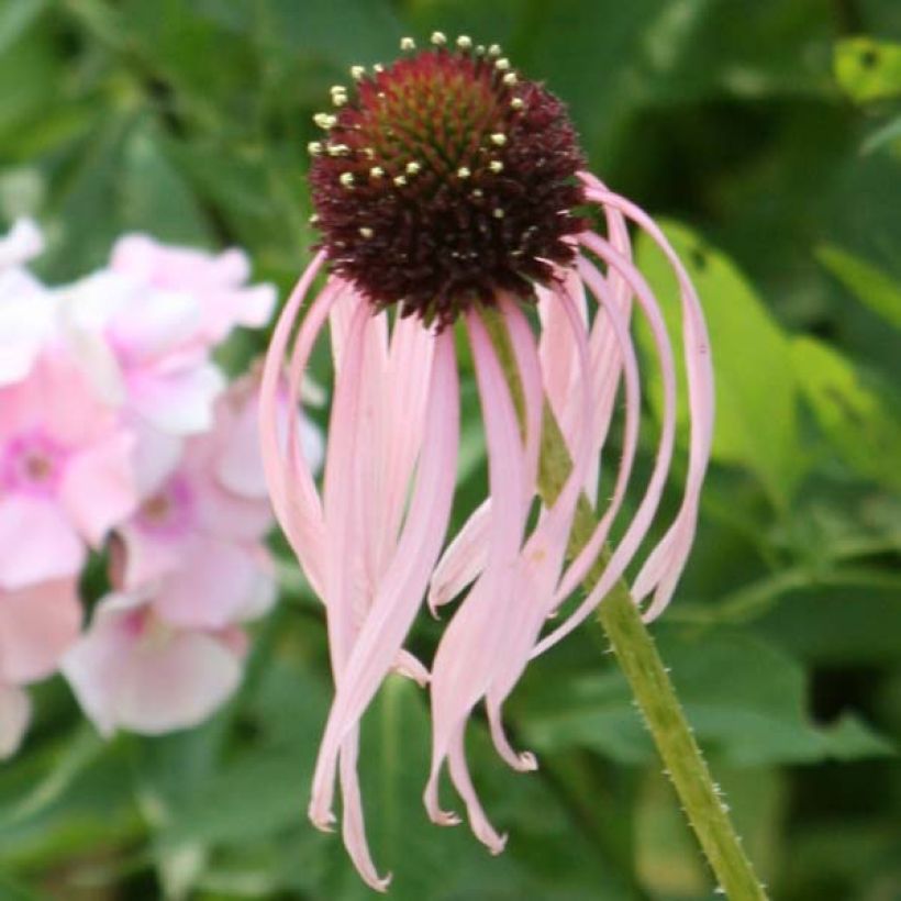 Echinacea pallida (Fioritura)