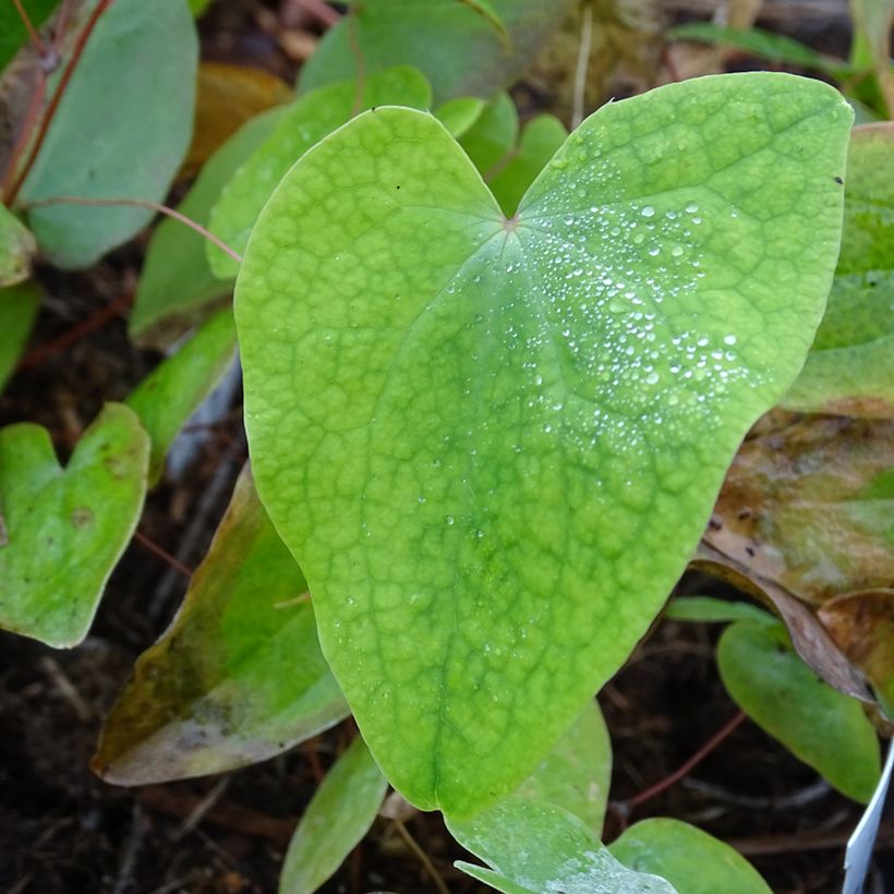 Epimedium acuminatum (Fogliame)