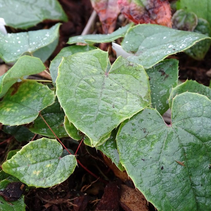 Epimedium brachyrrhizum (Fogliame)