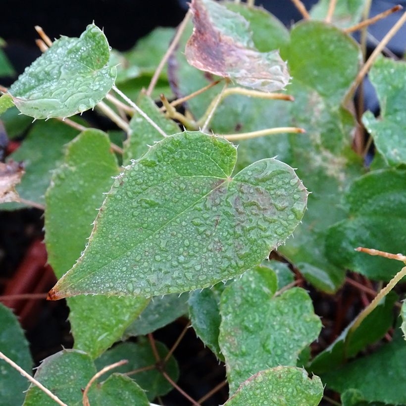 Epimedium rubrum Galadriel (Fogliame)