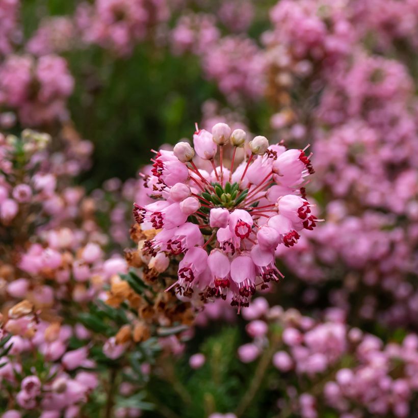 Erica vagans Pyrenees Pink (Fioritura)