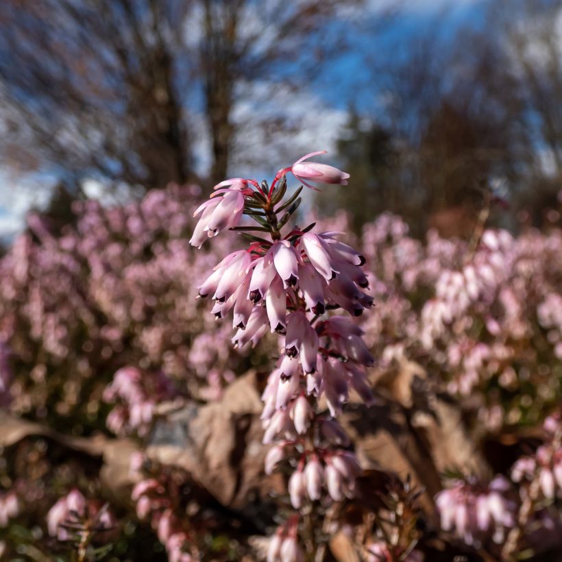 Erica carnea Pink Spangles (Fioritura)