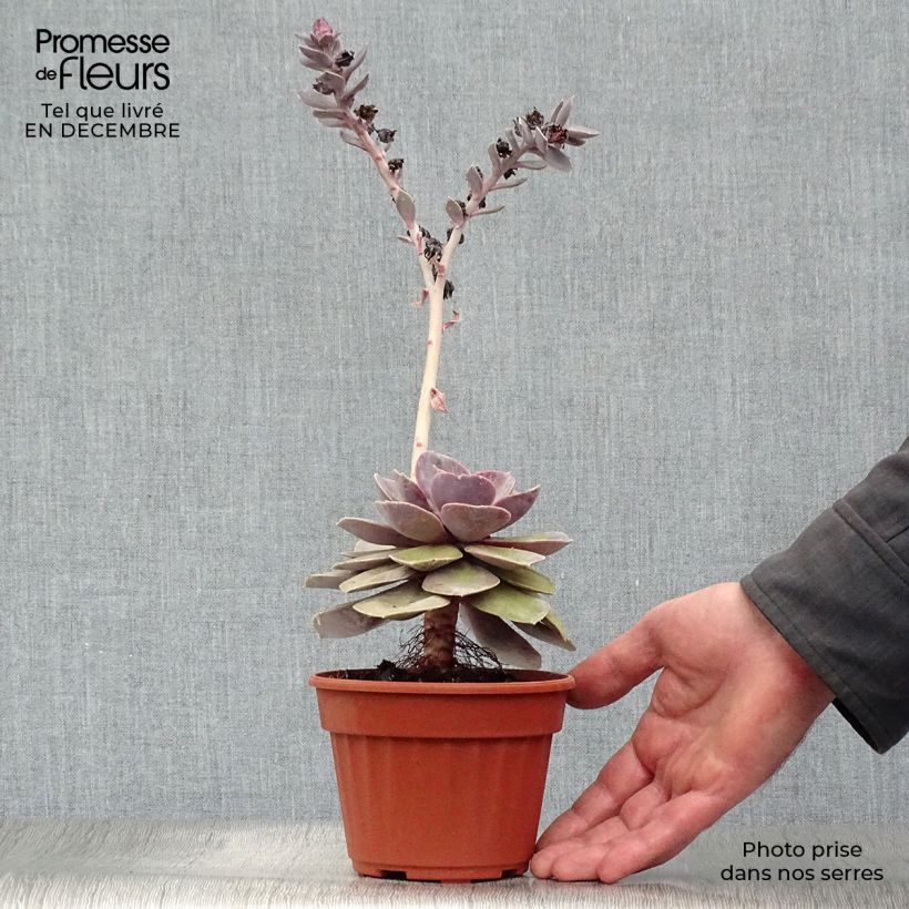 Echeveria Perle Von Nürnberg Pot de 13 cm esemplare consegnato in inverno