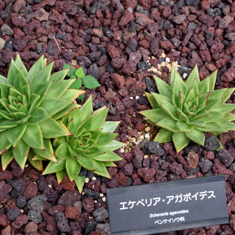 Echeveria agavoides (Porto)