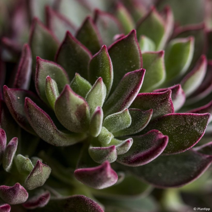 Echeveria Devotion (Fogliame)