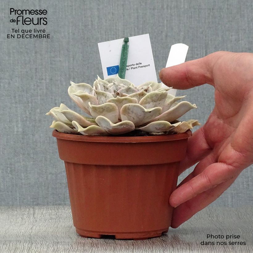 Echeveria lilacina Pot de 13 cm esemplare consegnato in inverno