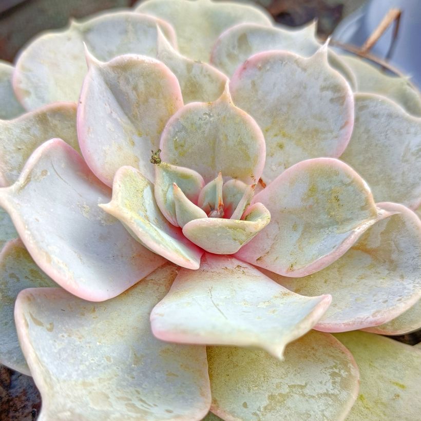 Echeveria lilacina - Echeveria fantasma (Fogliame)