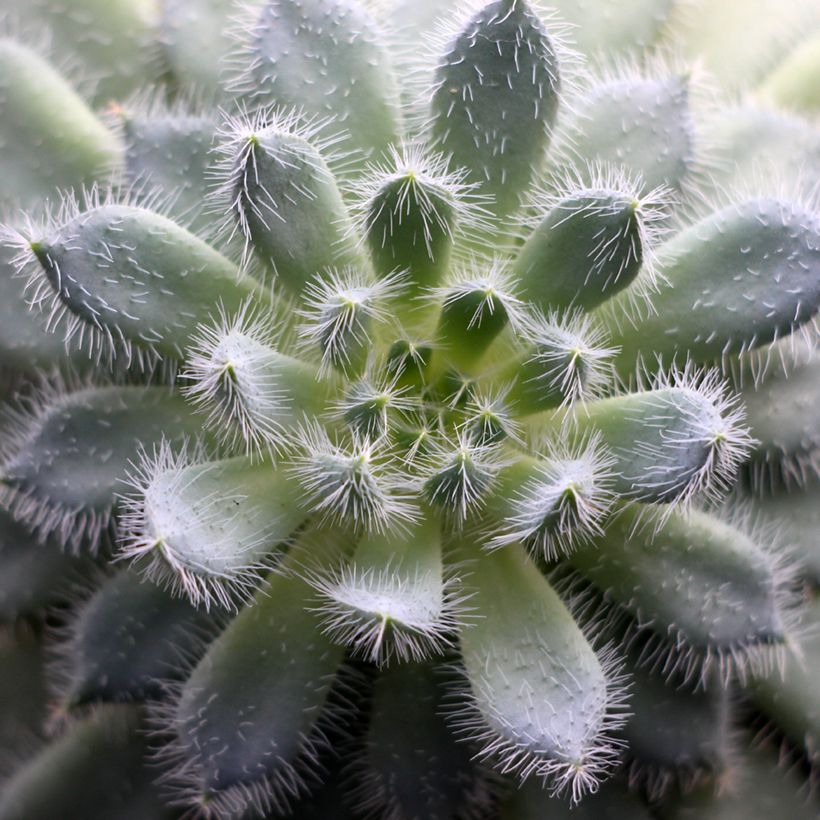 Echeveria setosa (Fogliame)