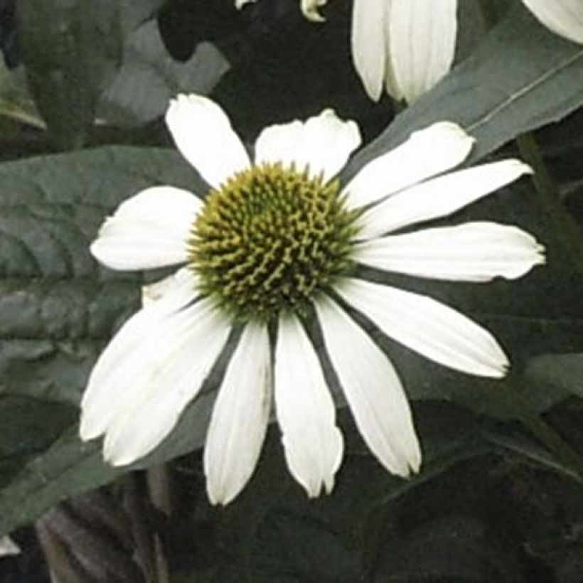 Echinacea purpurea Virgin (Fioritura)