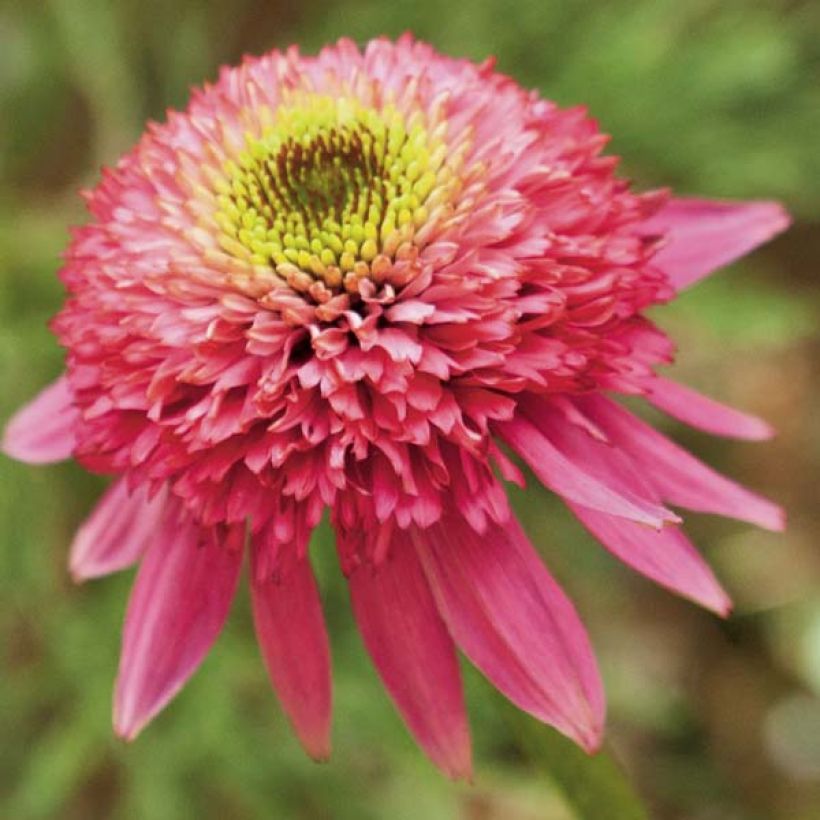 Echinacea purpurea Catharina (Fioritura)