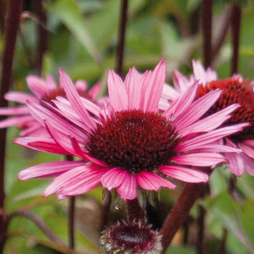 Echinacea purpurea Fatal Attraction (Fioritura)