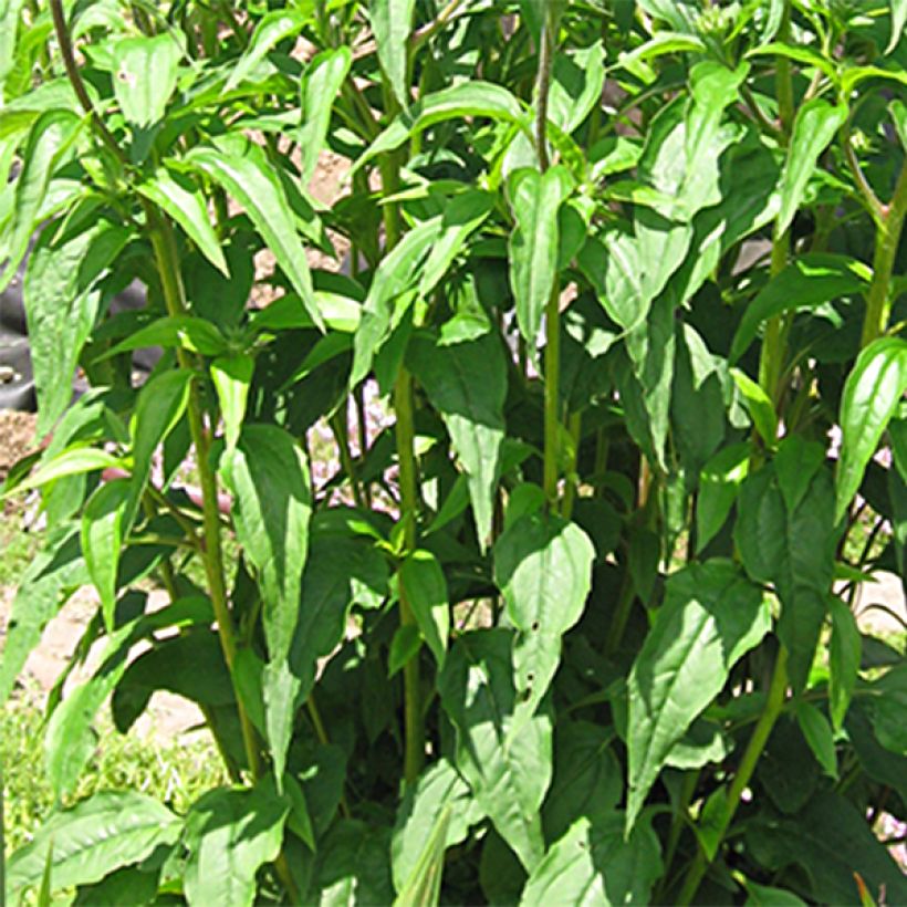 Echinacea purpurea Ferris Wheels (Fogliame)