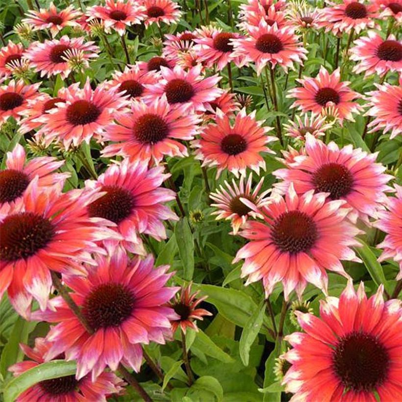 Echinacea Supreme Flamingo (Fioritura)