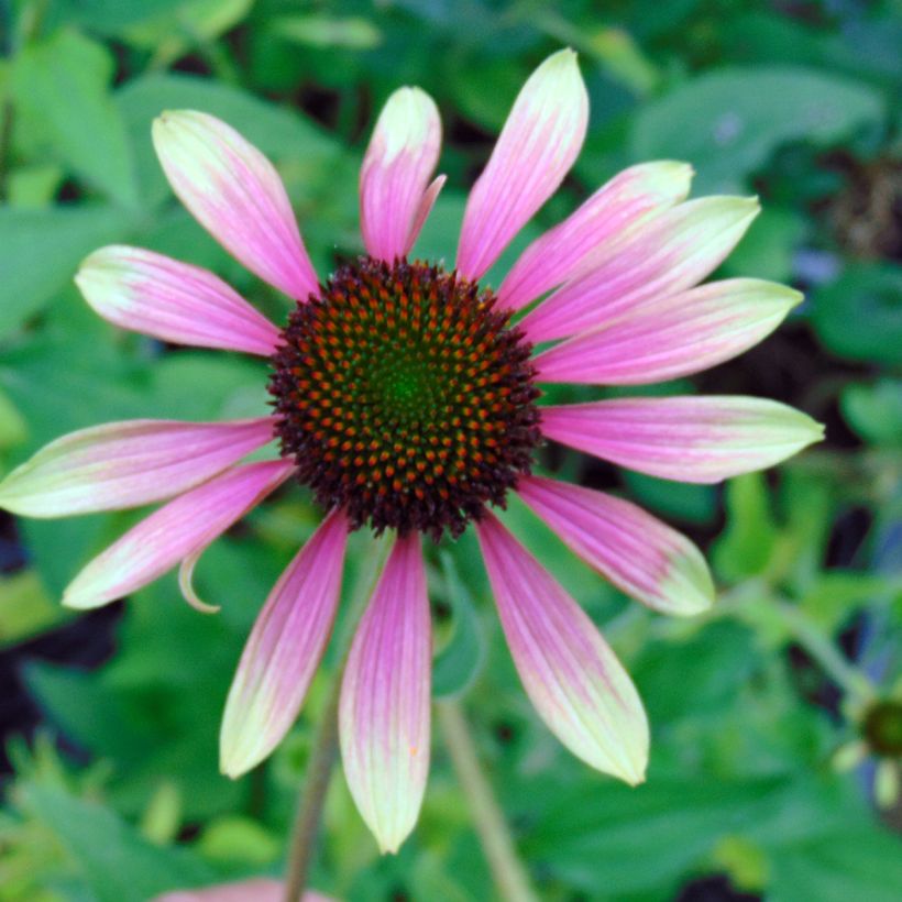 Echinacea purpurea Green Envy (Fioritura)