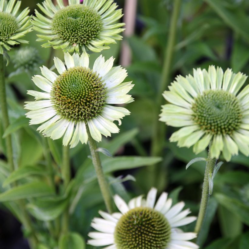 Echinacea purpurea Green Jewel (Fioritura)