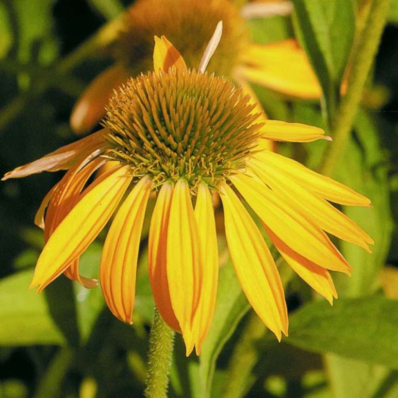 Echinacea purpurea Harvest Moon (Fioritura)