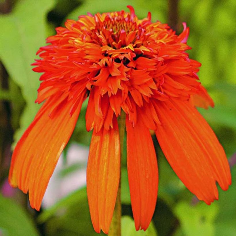 Echinacea purpurea Hot Papaya (Fioritura)