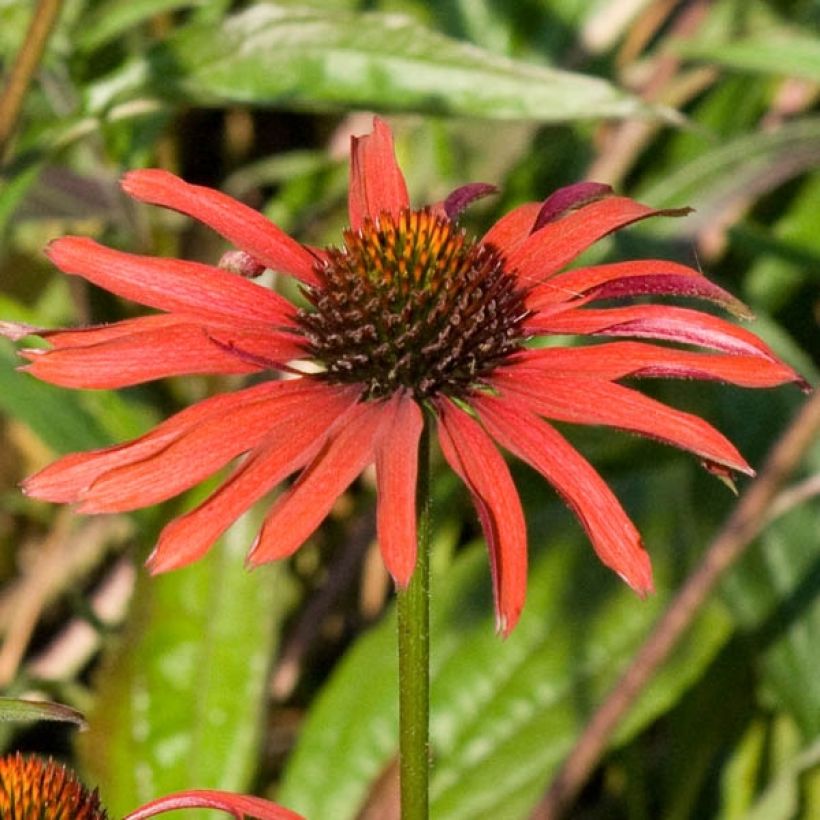 Echinacea purpurea Hot Summer (Fioritura)