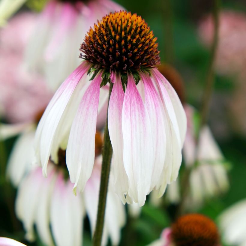 Echinacea JS Engeltje Pretty Parasols (Fioritura)