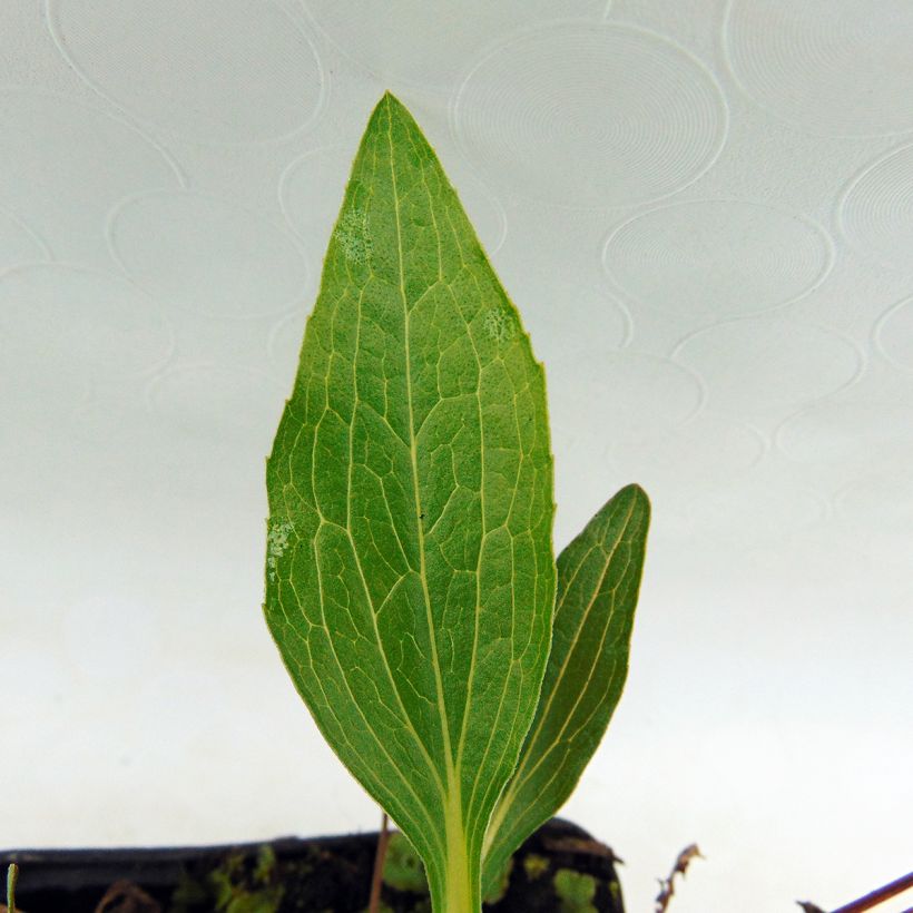 Echinacea purpurea Marmalade (Fogliame)