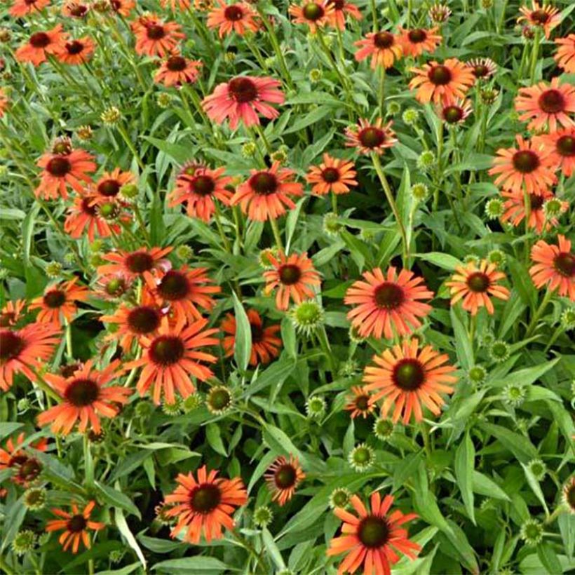 Echinacea Butterfly Orange Skipper (Fioritura)