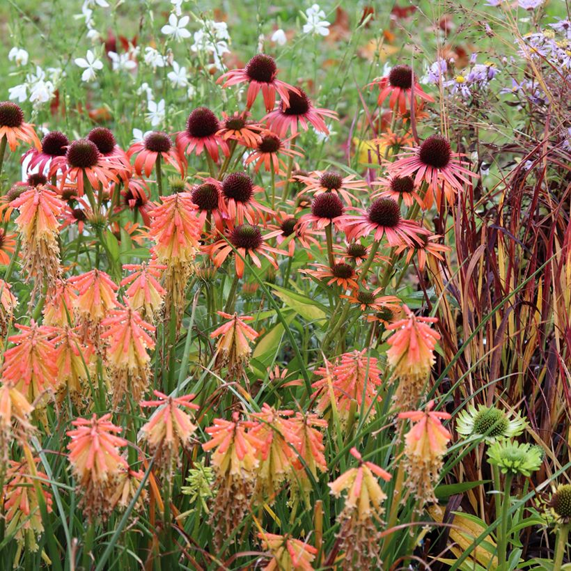 Echinacea Butterfly Orange Skipper (Porto)