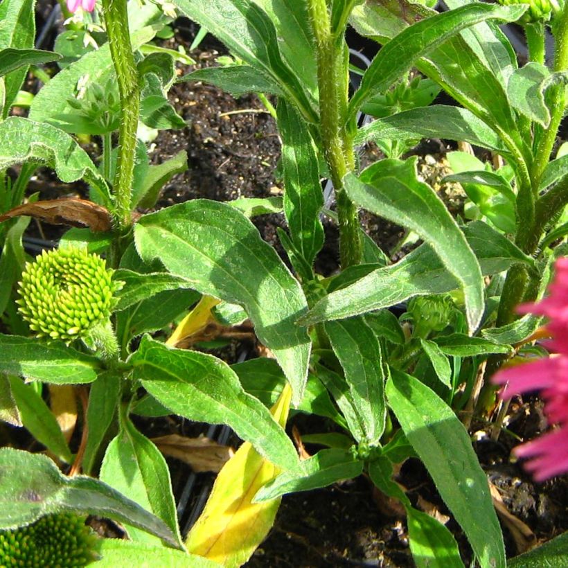 Echinacea purpurea Piccolino (Fogliame)