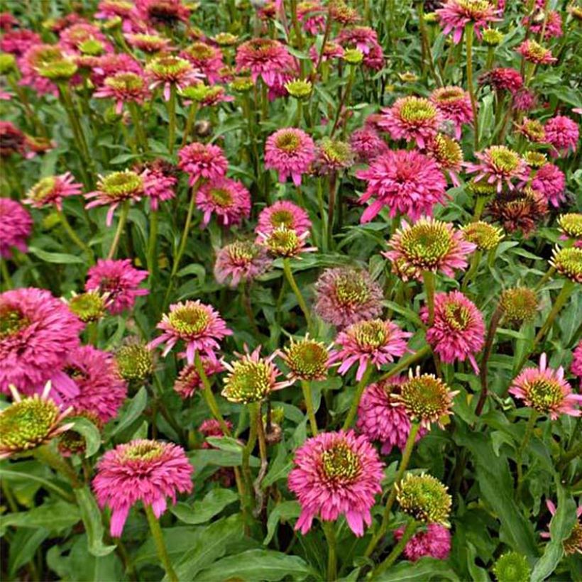 Echinacea purpurea Piccolino (Fioritura)