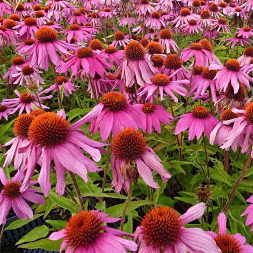 Echinacea purpurea Red Knee High (Fioritura)