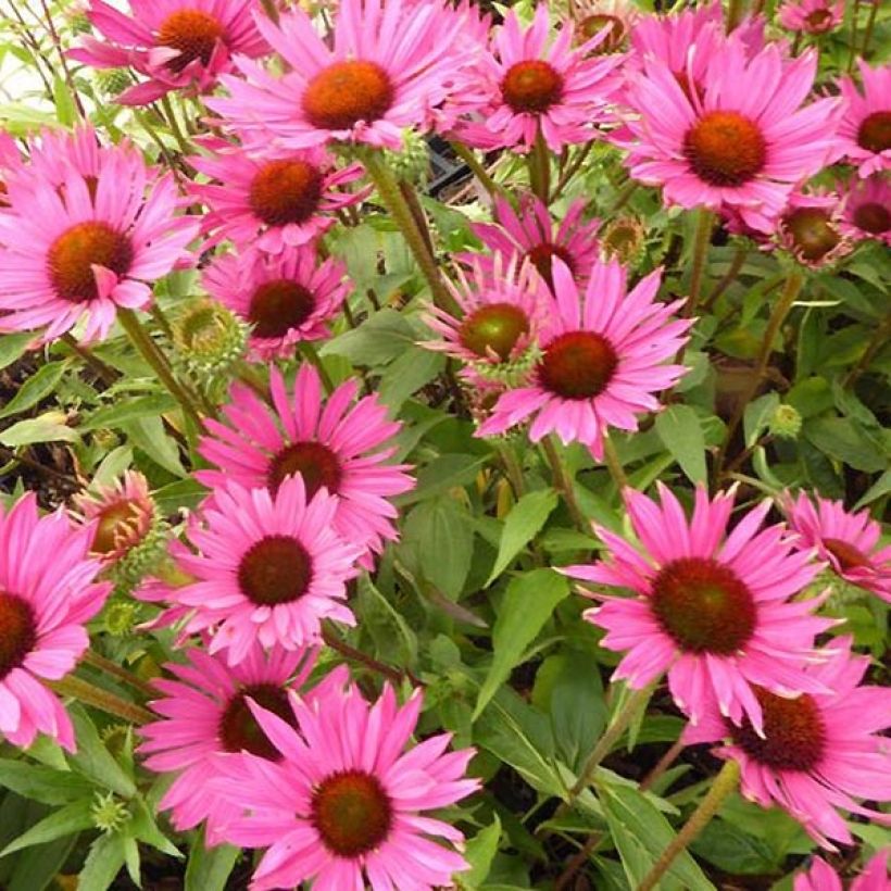 Echinacea Robin Hood (Fioritura)