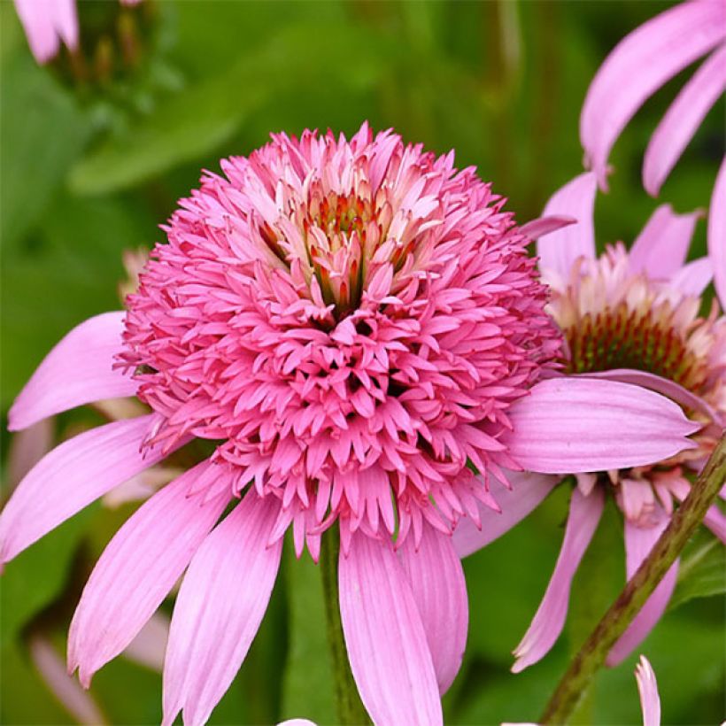 Echinacea purpurea Secret Romance (Fioritura)