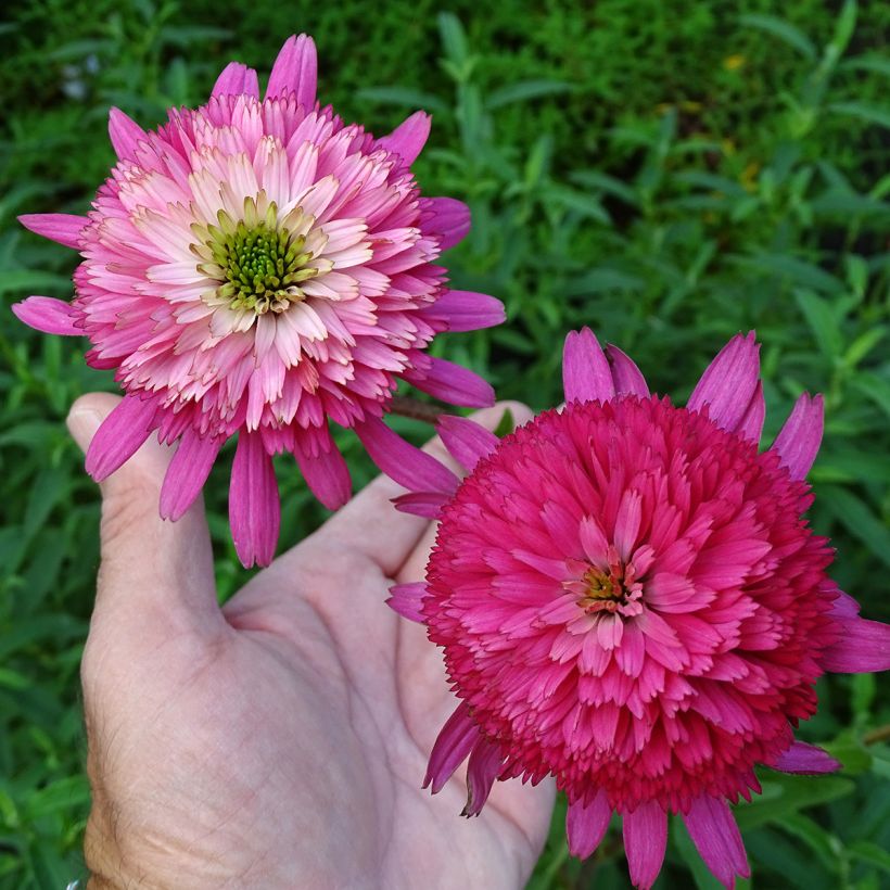 Echinacea purpurea Southern Belle (Fioritura)