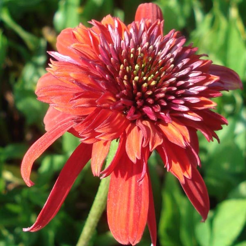 Echinacea purpurea Eccentric (Fioritura)