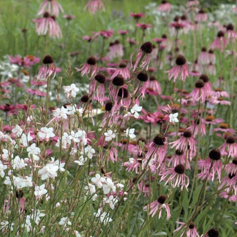 Echinacea pallida (Porto)