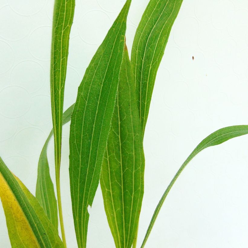 Echinacea pallida (Fogliame)