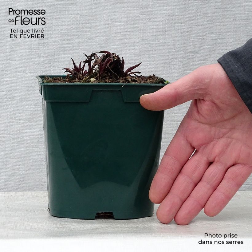 Echinacea pallida - Echinacée en pot de 2L/3L esemplare consegnato in inverno