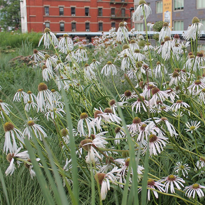 Echinacea pallida Hula Dancer (Fioritura)