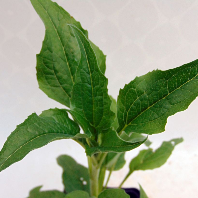 Echinacea purpurea Alba (Fogliame)