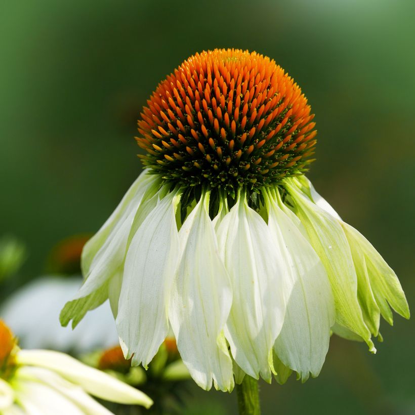 Echinacea purpurea Alba (Fioritura)