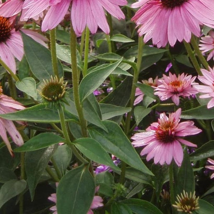 Echinacea purpurea Double Decker (Fogliame)