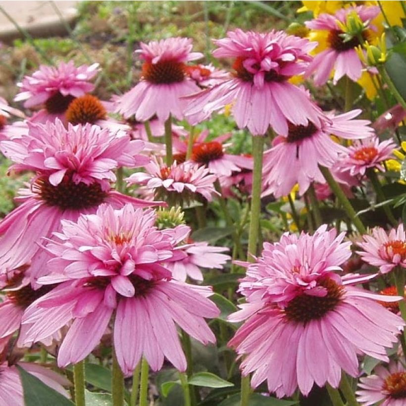 Echinacea purpurea Double Decker (Fioritura)