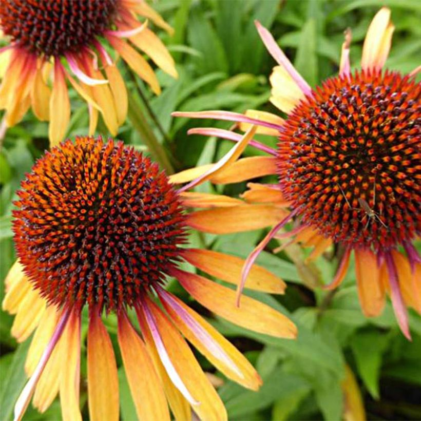 Echinacea purpurea Funky Yellow (Fioritura)