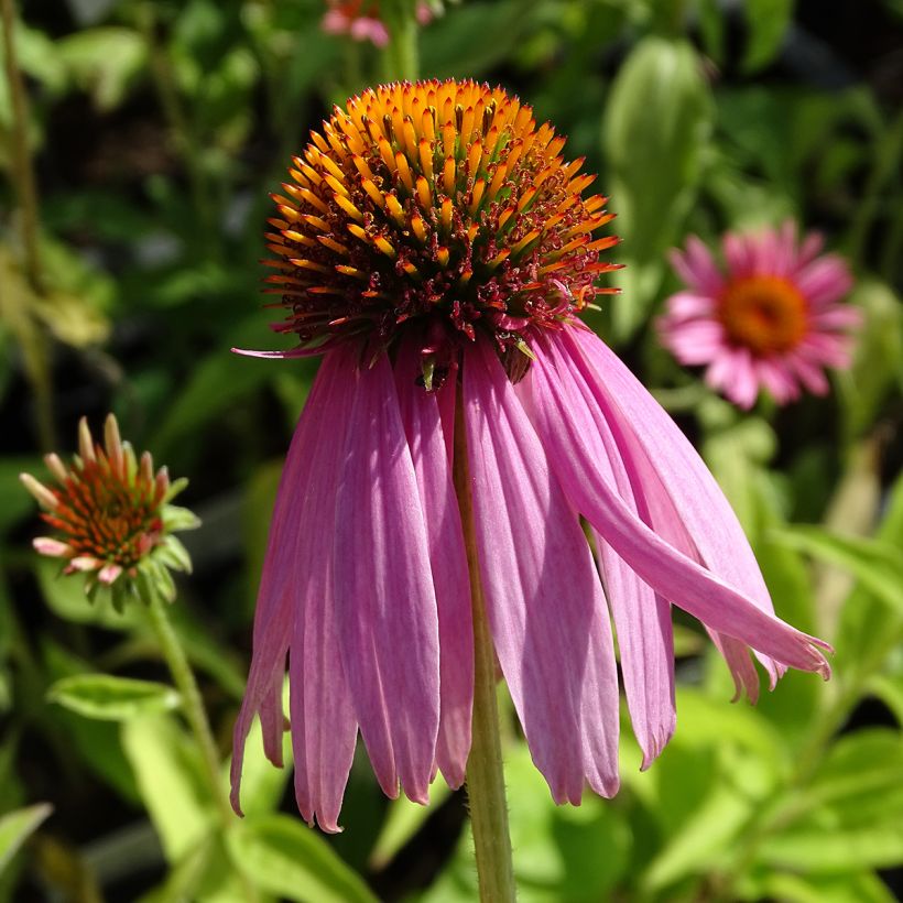 Echinacea purpurea Kim's Knee High (Fioritura)