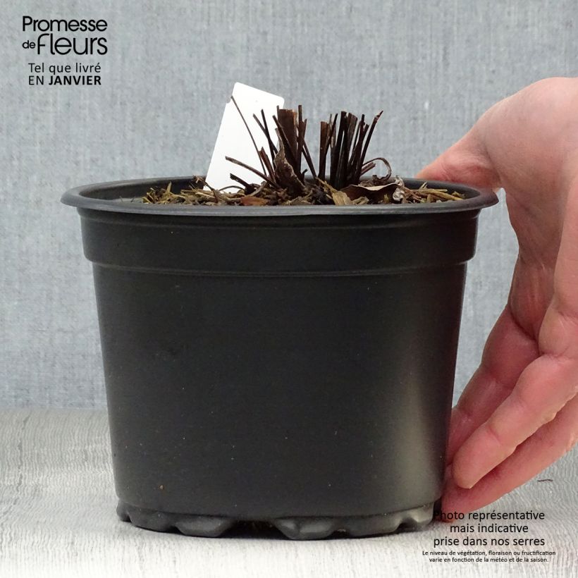 Echinacea purpurea Magnus - Echinacée en pot de 2/3L esemplare consegnato in inverno