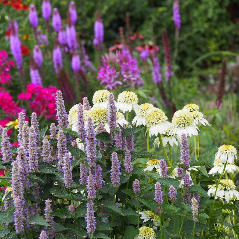 Echinacea purpurea Milkshake (Porto)