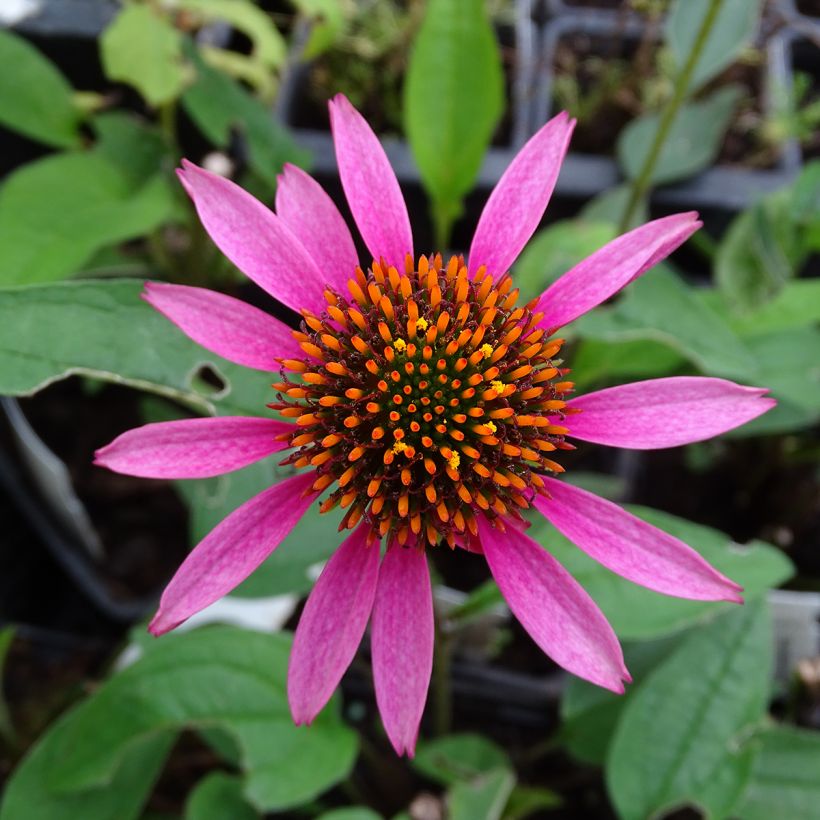 Echinacea purpurea Pica Bella (Fioritura)