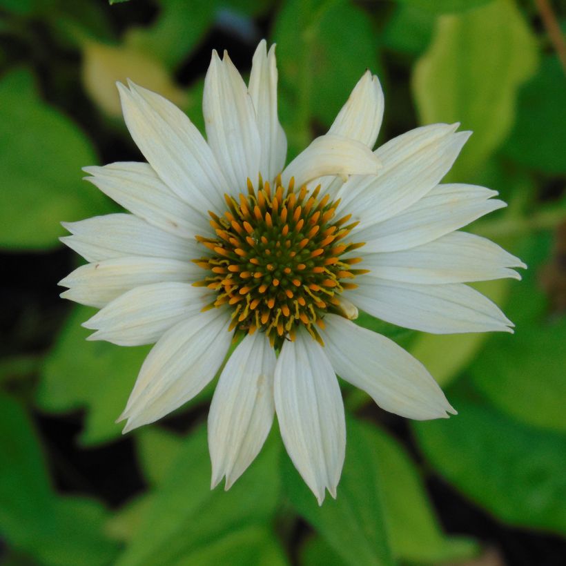 Echinacea purpurea Sunrise (Fioritura)