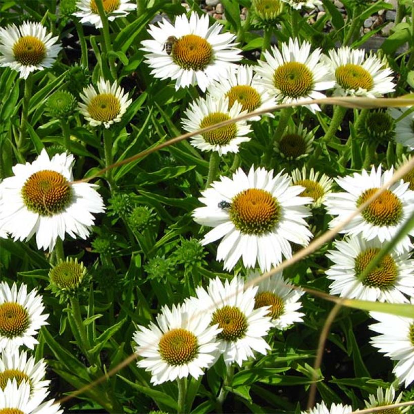 Echinacea purpurea White Meditation (Fioritura)